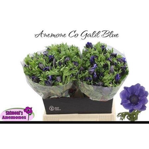 Anem Co Galil Blauw