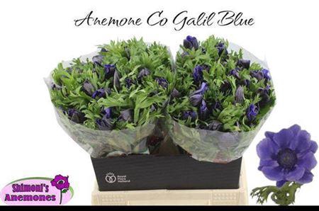 <h4>Anem Co Galil Blauw</h4>