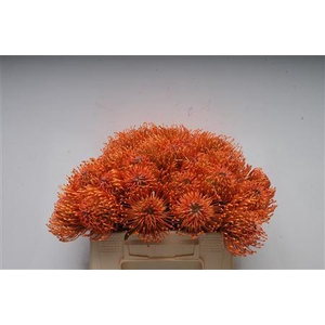 Leuco Ayoba Mandarin Zest