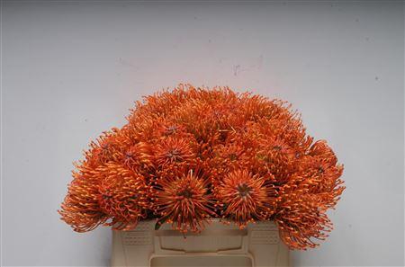 <h4>Leuco Ayoba Mandarin Zest</h4>
