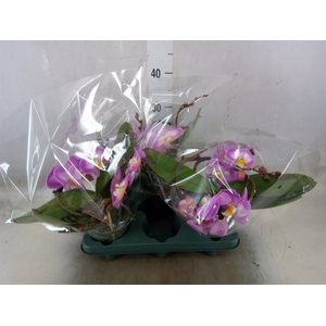 Phalaenopsis  'Muse White Special'