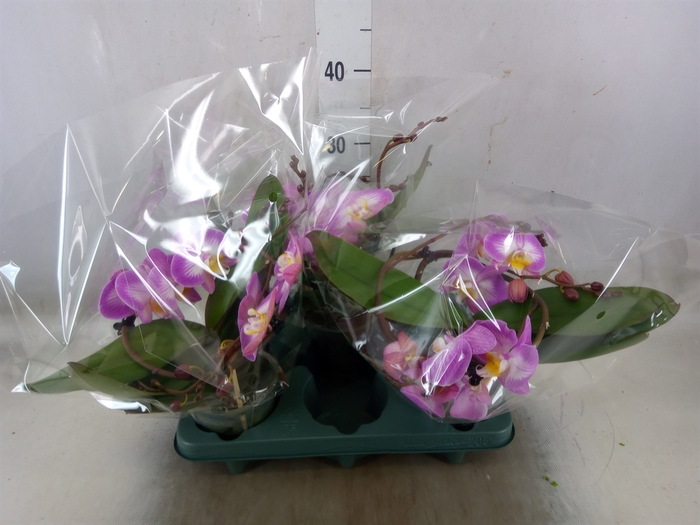 <h4>Phalaenopsis  'Muse White Special'</h4>