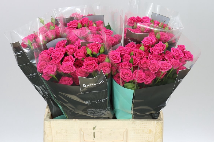 <h4>Rosa Tr Pink Yoyo</h4>