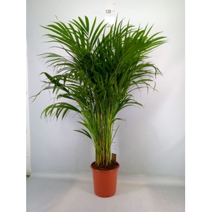 Dypsis lutescens   ...Chrysalidoca