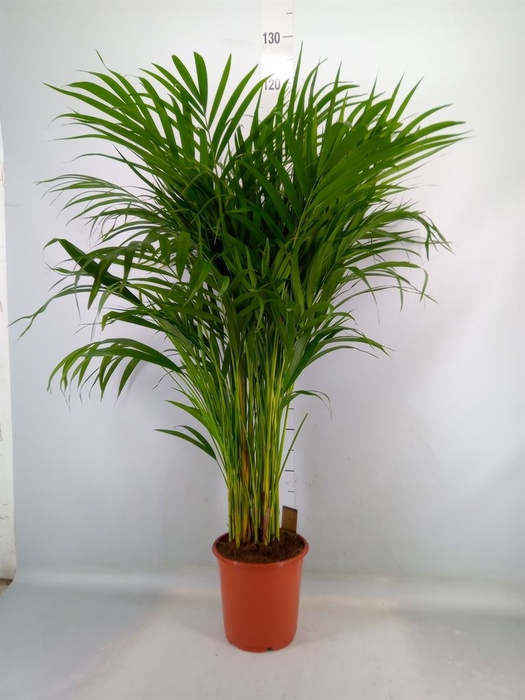 <h4>Dypsis lutescens   ...Chrysalidoca</h4>