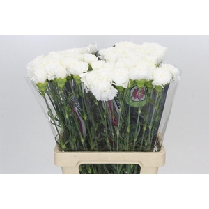 Dianthus St Holly