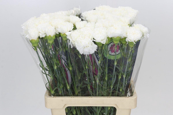 <h4>Dianthus St Holly</h4>