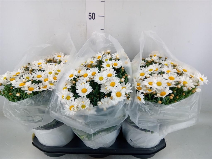 <h4>Argyranthemum   ...</h4>