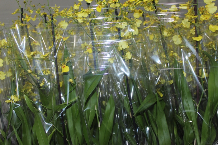 <h4>ONCIDIUM ALOHA P15</h4>