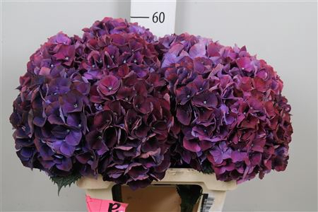 <h4>Hydr M Mag Rubyred P</h4>