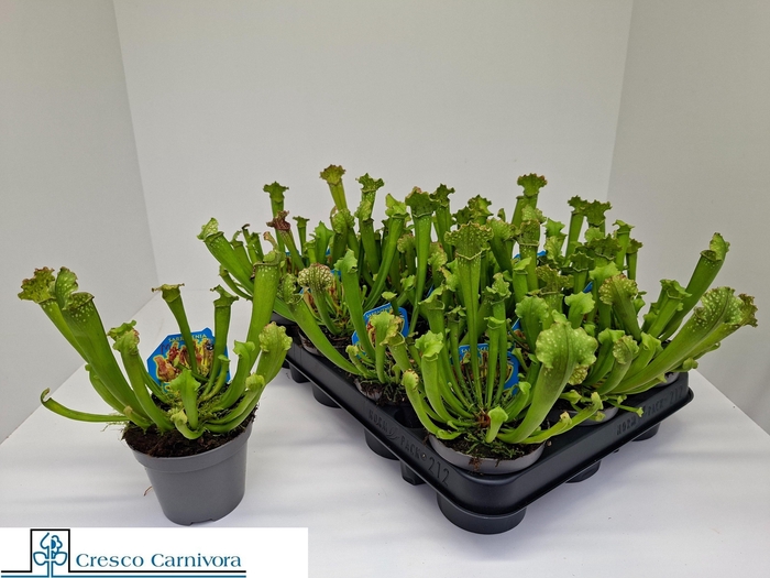 <h4>SARRACENIA OV</h4>