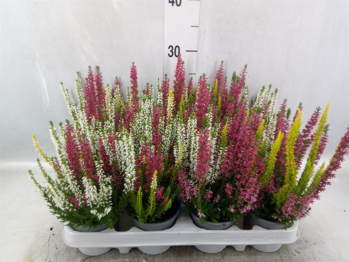 <h4>Calluna vulg. 'Beauty L'  ..mix 3/p</h4>