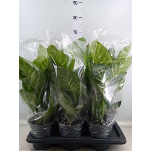 Dieffenbachia seg. 'Tropic Snow'