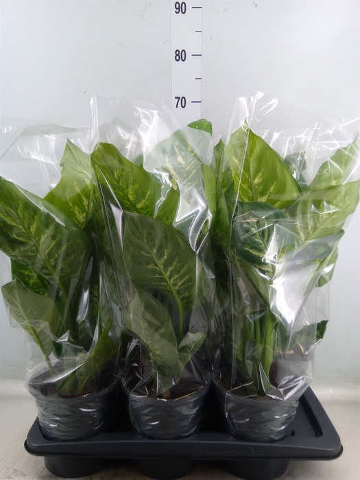 <h4>Dieffenbachia seg. 'Tropic Snow'</h4>