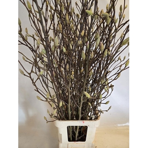 MAGNOLIA GRANDIFLORA