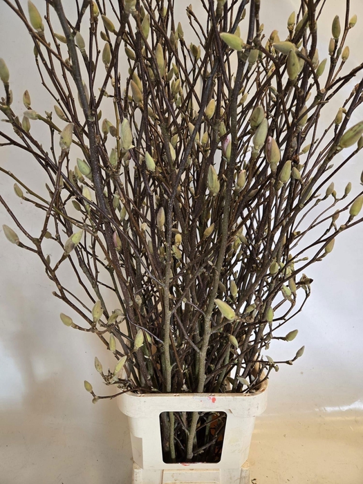 <h4>MAGNOLIA GRANDIFLORA</h4>