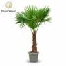<h4>/ Eagle palm</h4>