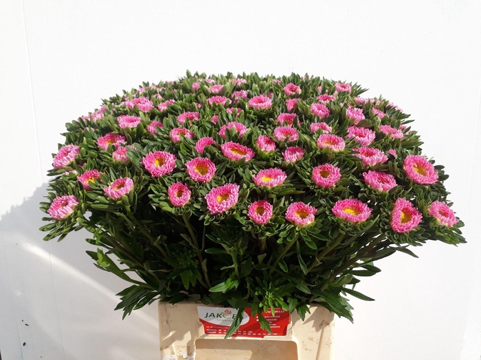 <h4>CALLISTEPHUS MATSUMOTO PINK CALLIS</h4>