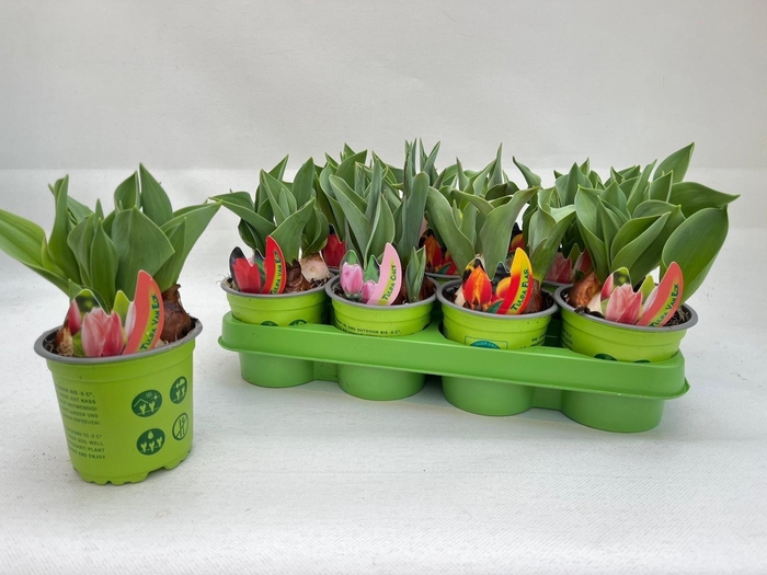 arr8 Tul Gem 4 Kleuren