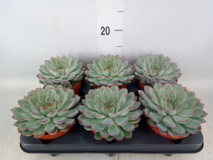 <h4>Echeveria pulidonis 'Sky Pearl'</h4>