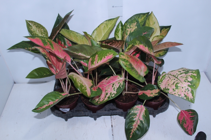 <h4>AGLAONEMA LAWAN P12</h4>