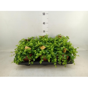 Peperomia rotundifolia