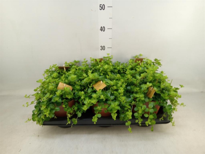 <h4>Peperomia rotundifolia</h4>