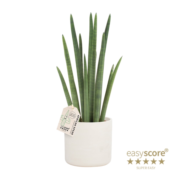 SANSEVIERIA CYLINDRICA