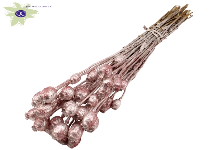 Papaver per bunch Champagne + Glitter