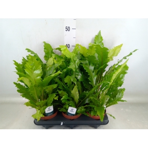 Asplenium nidus 'Campio'