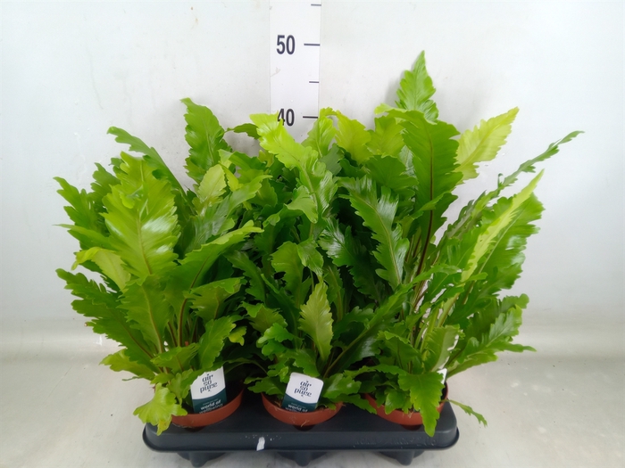 <h4>Asplenium nidus 'Campio'</h4>