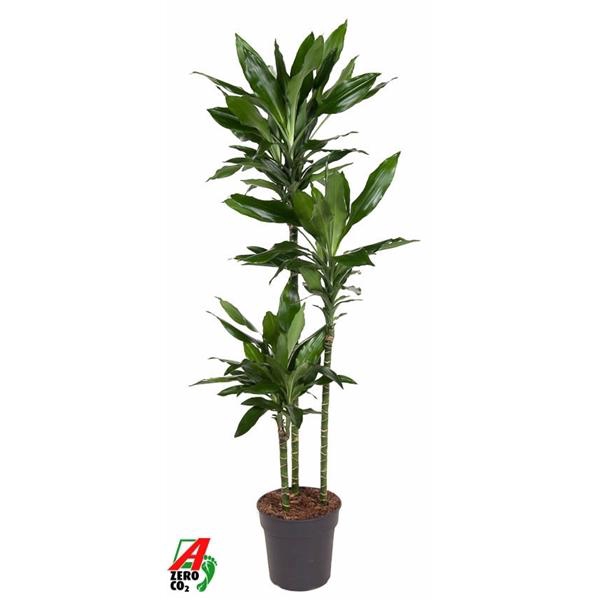 <h4>Dracaena fragrans Deremensis Grp 'Janet Lind'</h4>