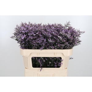 Limon Safora Lilac
