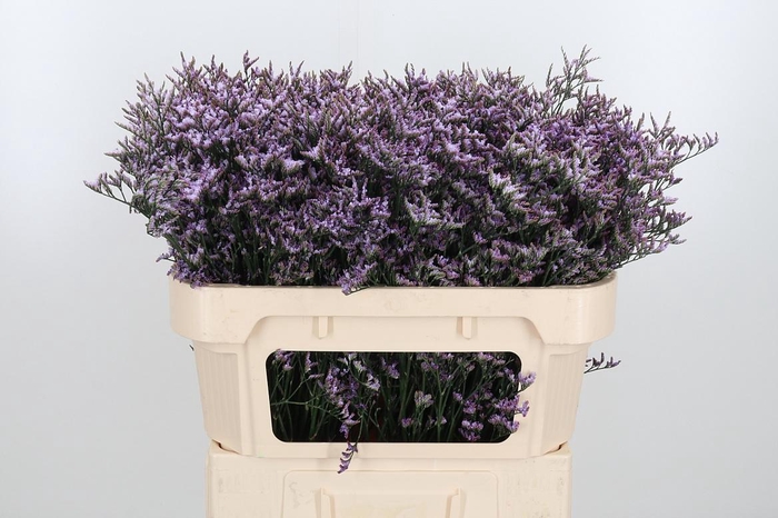 <h4>Limon Safora Lilac</h4>
