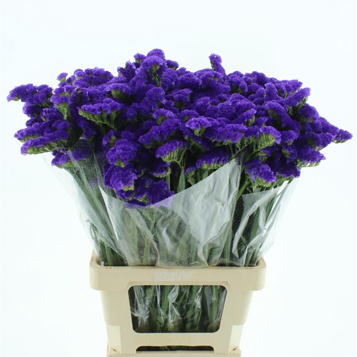 <h4>Limonium St Blue Birds</h4>