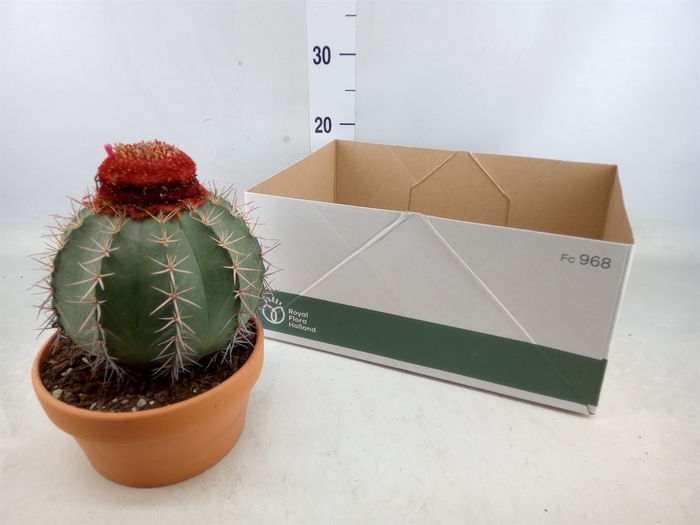 <h4>Cactus   ...</h4>