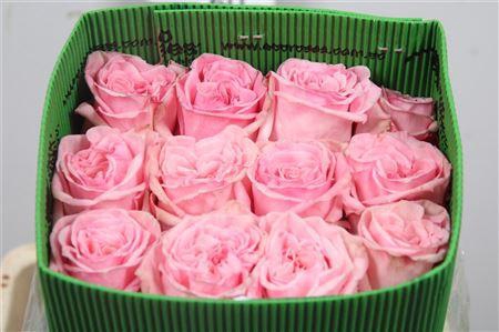 <h4>R Gr Pink O'hara Ec</h4>