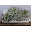 Xerographica X4