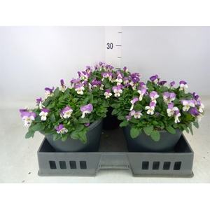 Viola corn. 'Evo Mini Pink Wing'