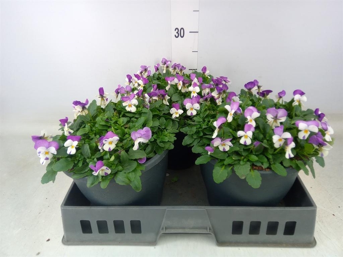 <h4>Viola corn. 'Evo Mini Pink Wing'</h4>
