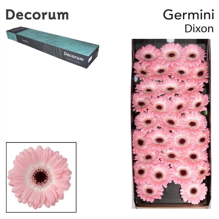 <h4>GE MI DIXON Doos x60</h4>