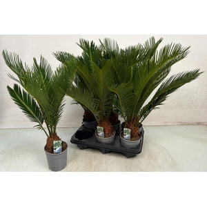 CYCAS REVOLUTA