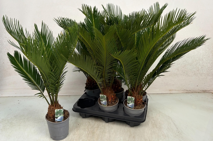 <h4>CYCAS REVOLUTA</h4>
