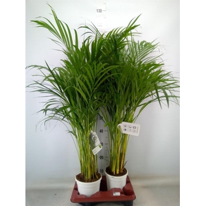 Dypsis lutescens   ...Chrysalidoca