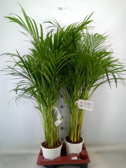 <h4>Dypsis lutescens   ...Chrysalidoca</h4>