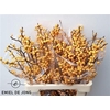 Ilex Ve Gold Verboom