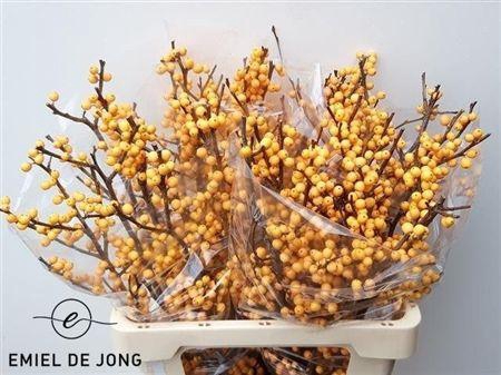 <h4>Ilex Ve Gold Verboom</h4>