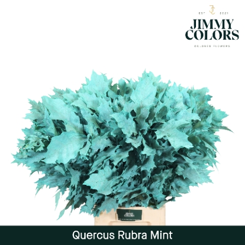 <h4>Quercus Rubra L80 Klbh. Mint</h4>