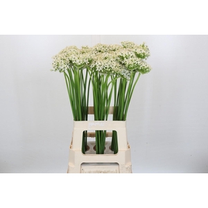 Allium Nigrum