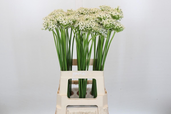 <h4>Allium Nigrum</h4>